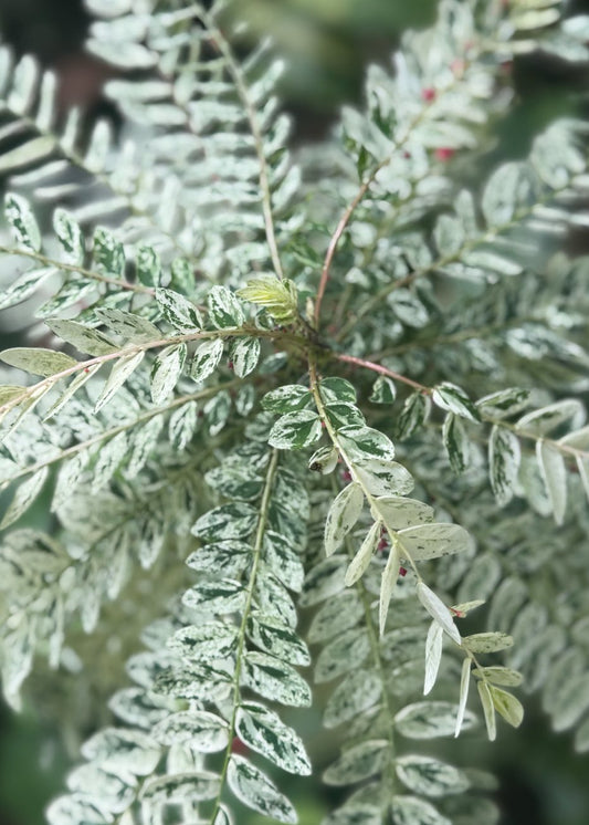 Phyllanthus Niruri Variegated 2-3 Leaves