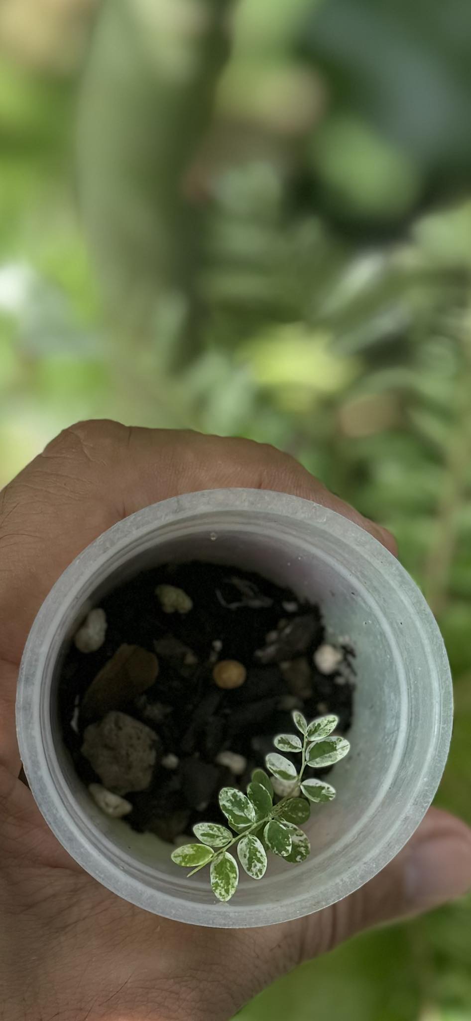 Phyllanthus Niruri Variegated 2-3 Leaves