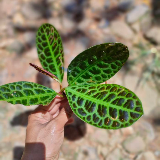 Labisia Turtle 2 - 4 leaves