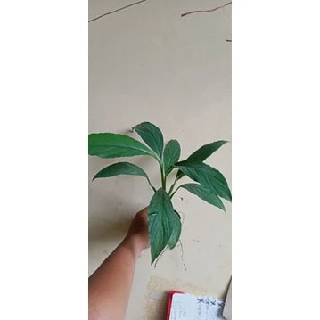 Tacca Chantrieri Bulb 2-3 Leaves