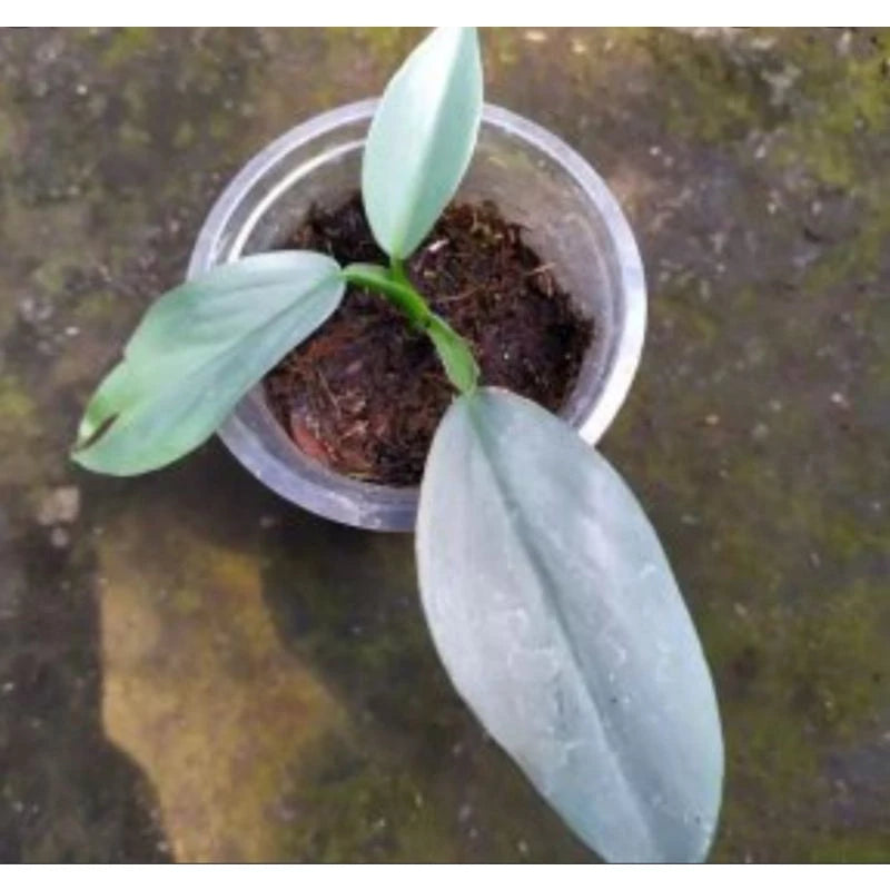 Philodendron Hastatum 2-3 Leaves