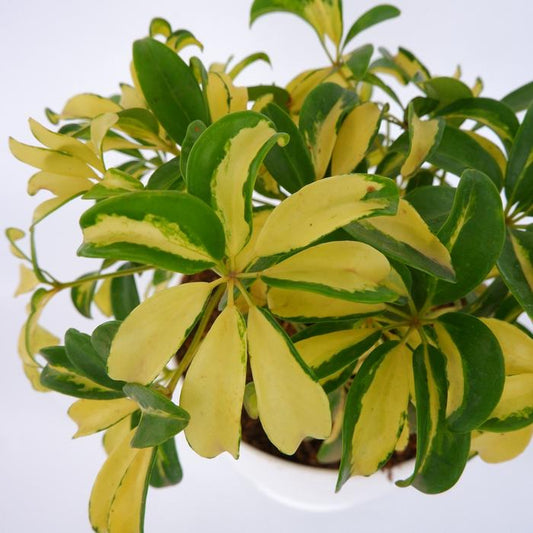 Schefflera Actinophylla Yellow Variegated 2-3 Leaves