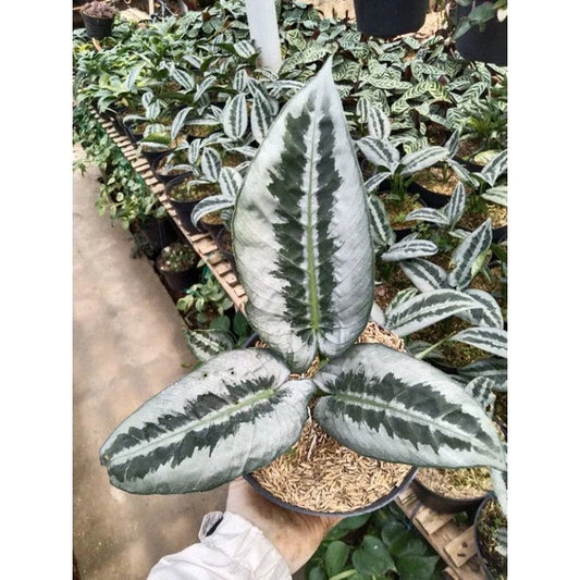 Schismatoglottis Wongii Leaf 2-3 Leaves
