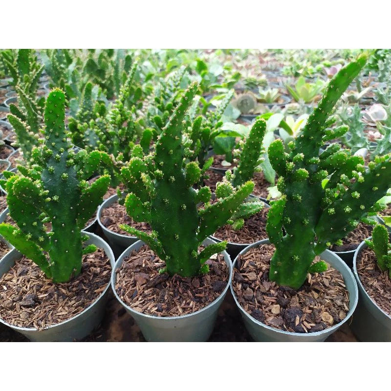 Opuntia Monacantha medium size