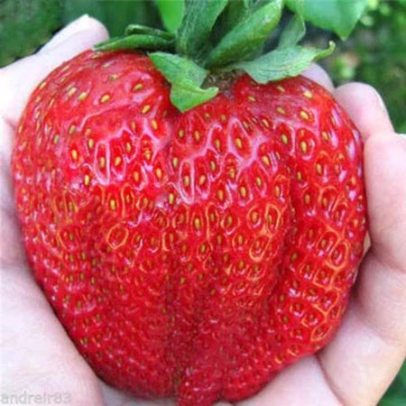 Strawberry Jumbo 30 - 50cm