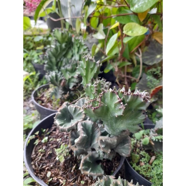 Euphorbia Lactea 2-3 Leaves