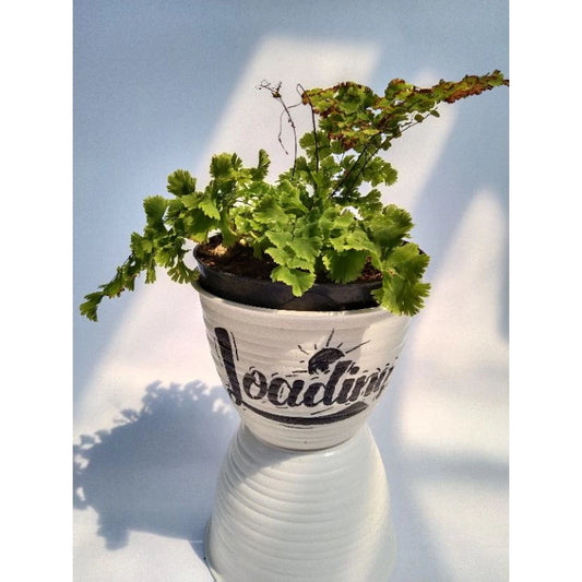 Adiantum Capillus medium size