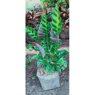 Calathea Lancifolia - 4 leaves