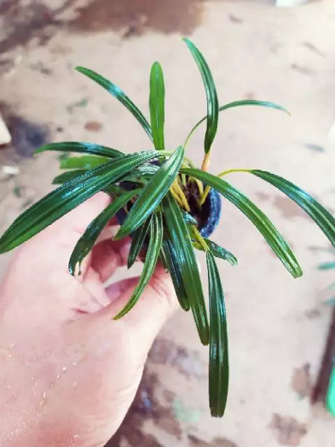 Aridarium Narrow Leaf 2-3 Leaves
