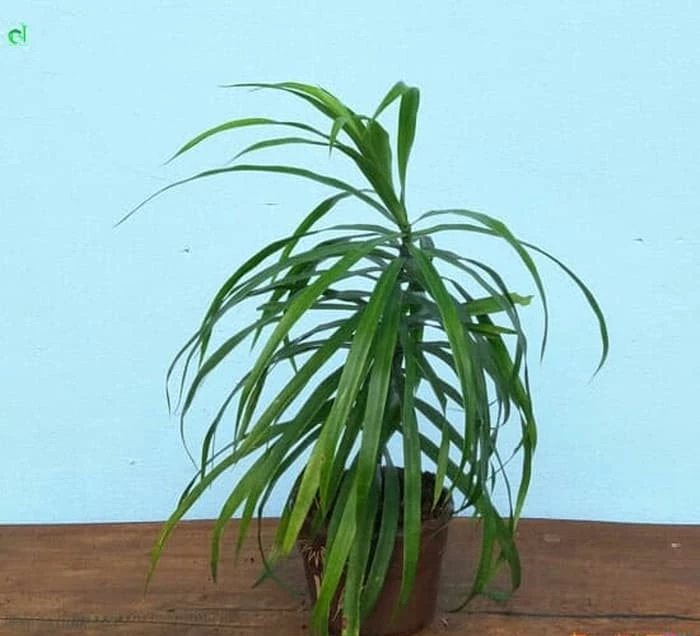 Dracaena Angustifolia - 4 leaves