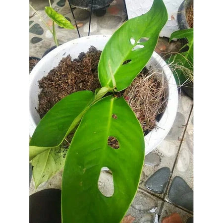 Rhaphidophora Megasperma 2 - 4 leaves