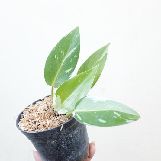 Philodendron White Princess 2-3 Leaves