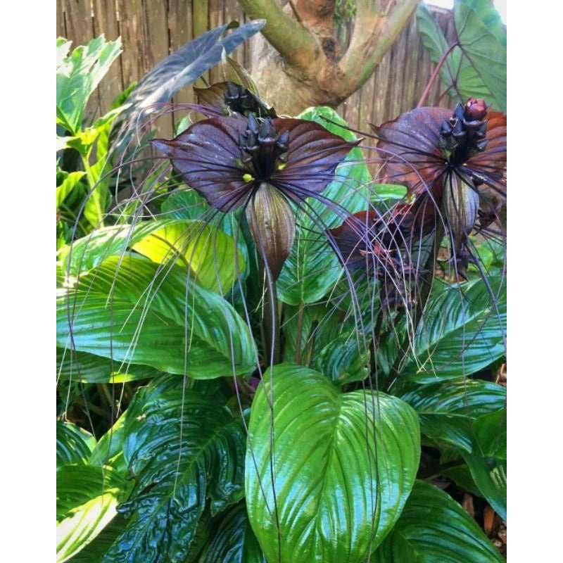 Tacca Chantrieri Bulb 2-3 Leaves