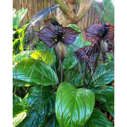 Tacca Chantrieri Bulb 2-3 Leaves