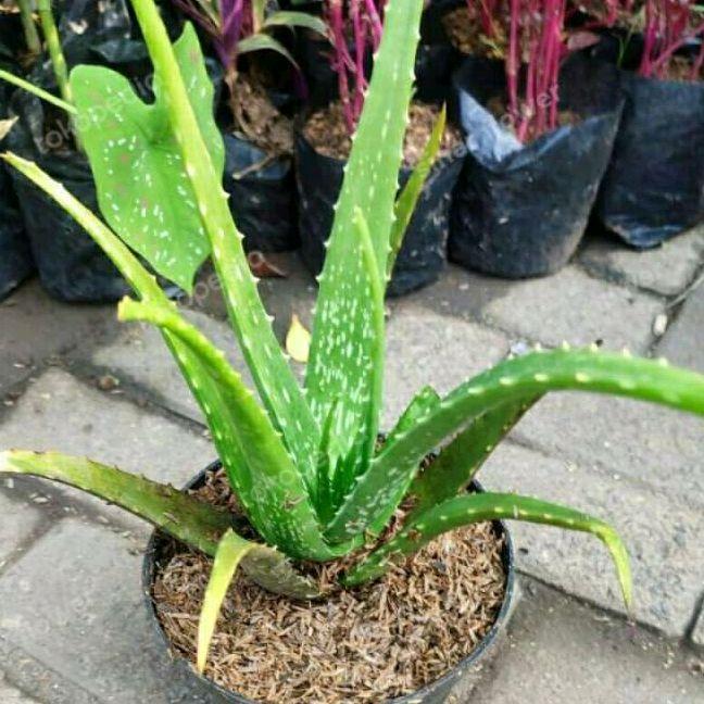 Aloe Barbadensis Miller medium size