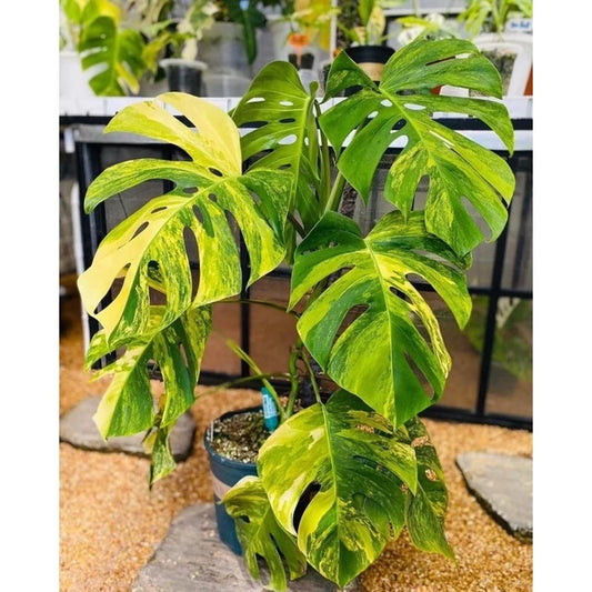 Monstera Deliciosa Aurea 2-3 Leaves