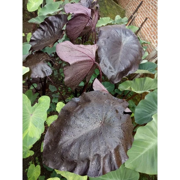 Colocasia Black Coral 2-3 Leaves