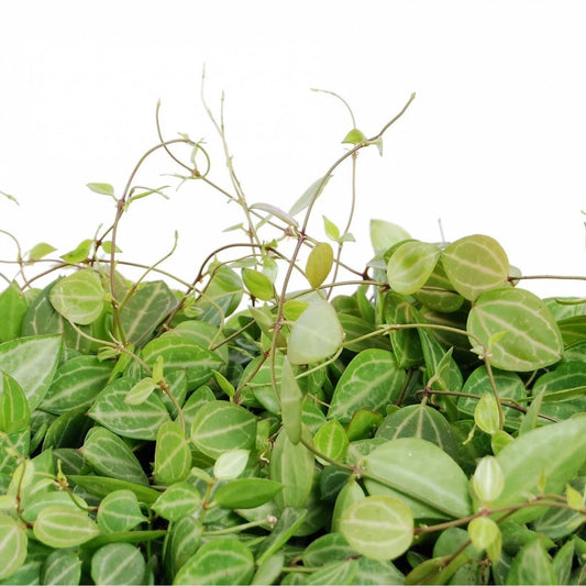 Dischidia Ovata 20 - 30cm
