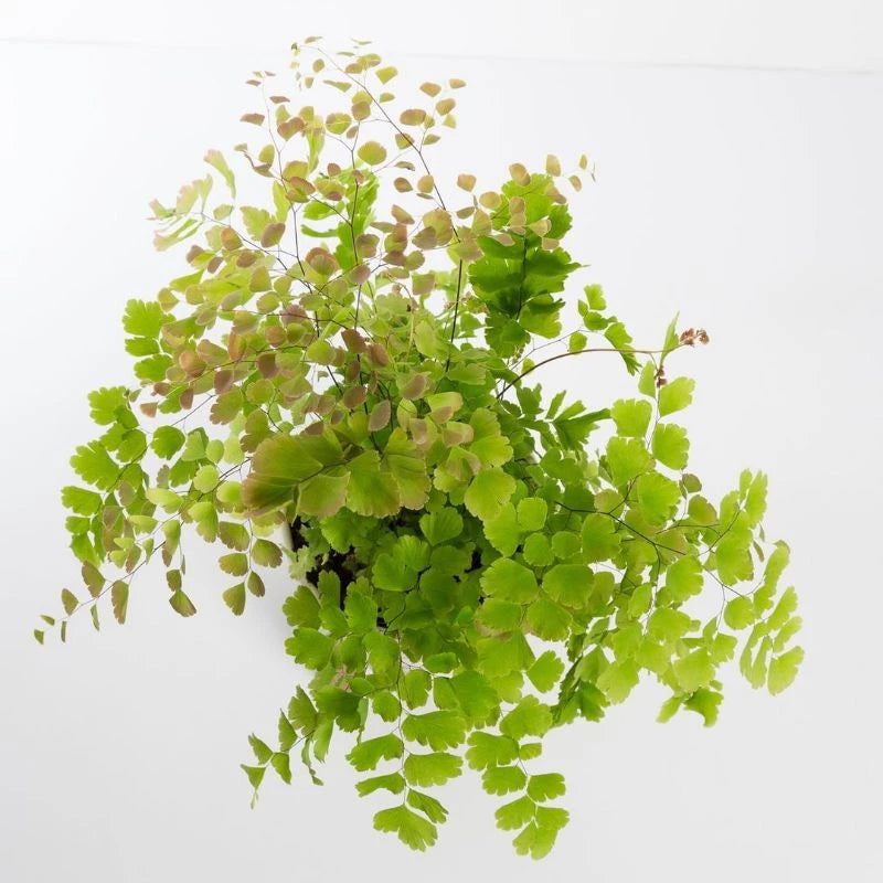 Adiantum Capillus medium size
