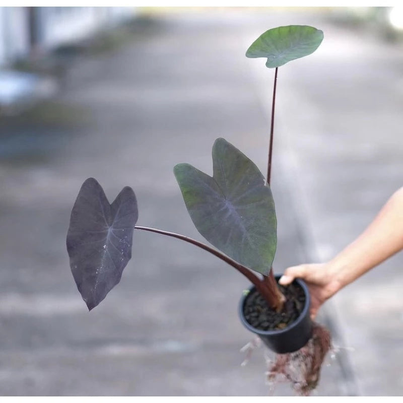 Colocasia Black Magic 2-3 Leaves
