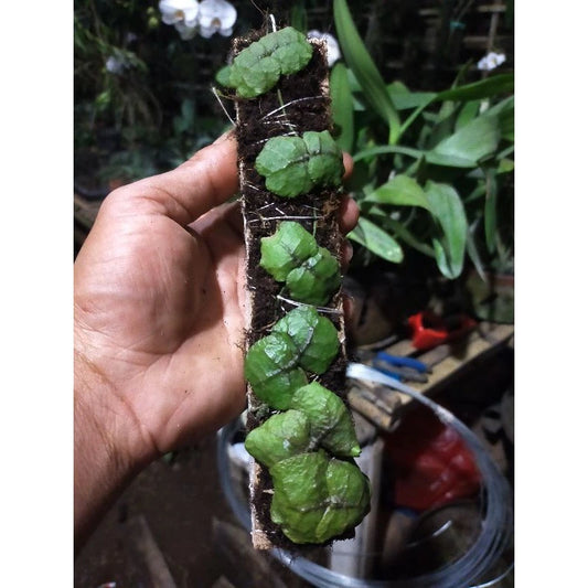 Dischidia Imbricata 20 - 30cm