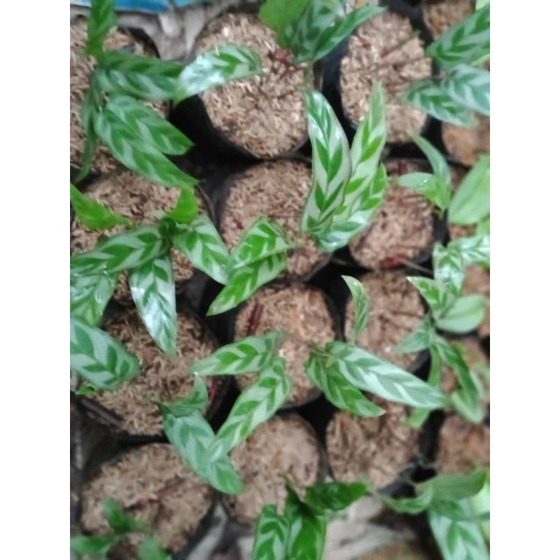 Calathea Bachemiana - 4 leaves