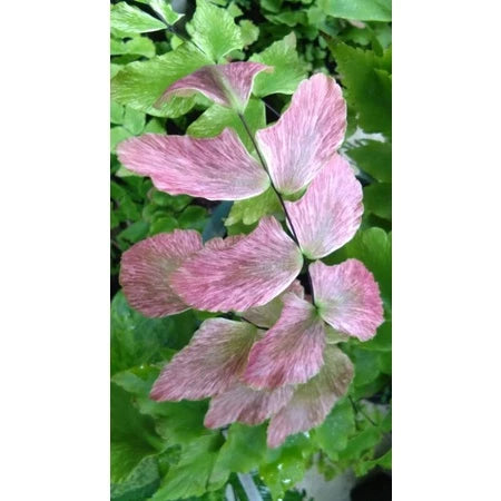 Adiantum Butterfly medium size