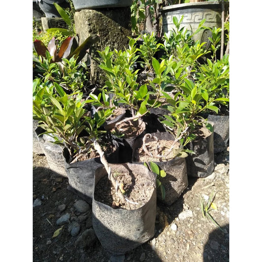 Ficus Microcarpa 20 - 30cm