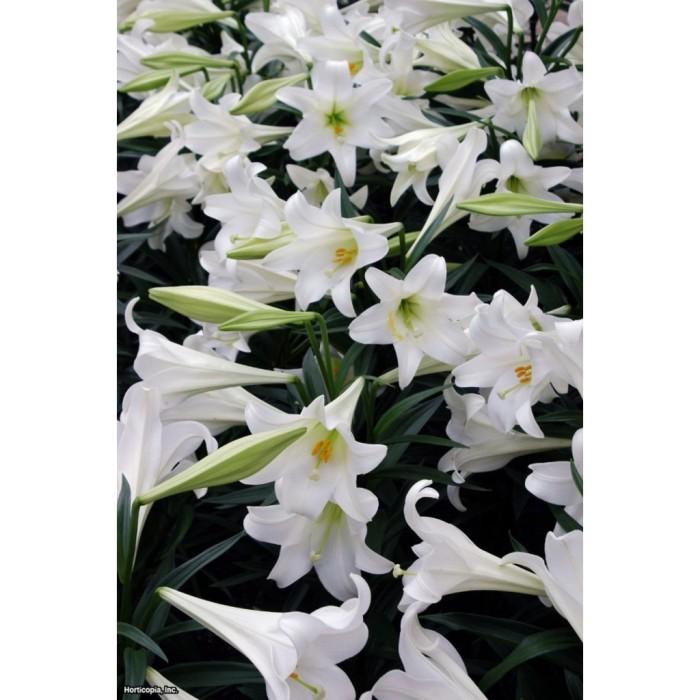Lilium Whole Plant