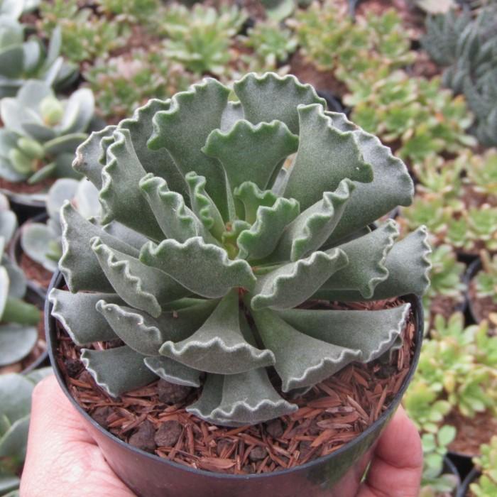 Adromischus Poellnitzianus medium size