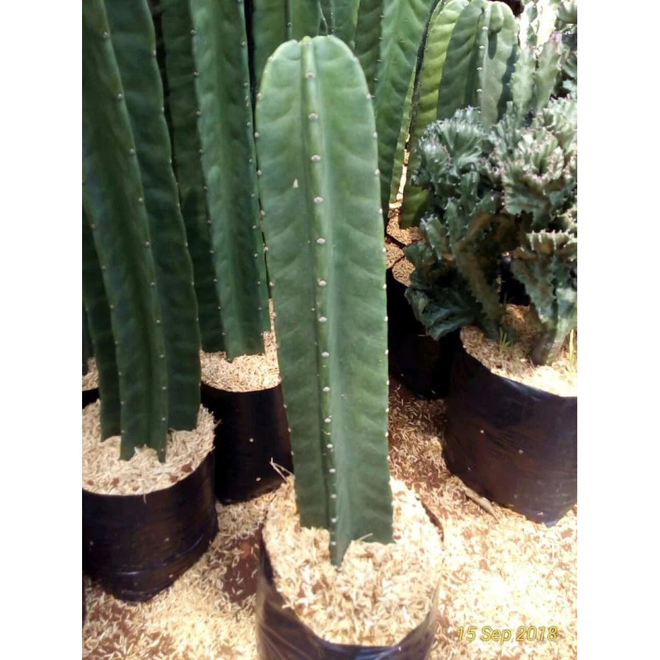 Cereus Cristata medium size