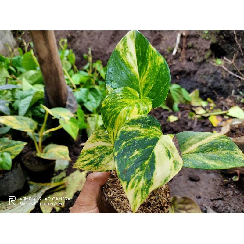 Asplenium Nidus Yellow Variegated 20 - 30 cm