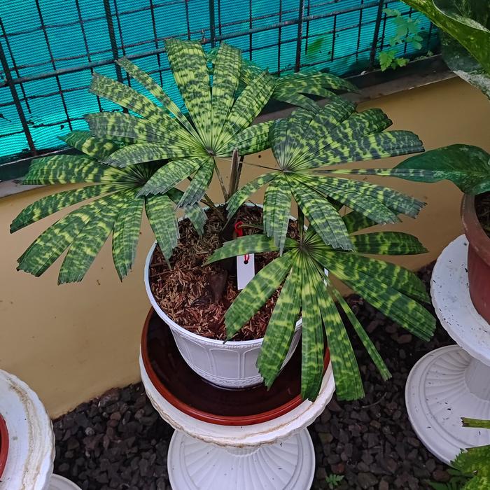 Licuala Mapu 2 - 4 leaves