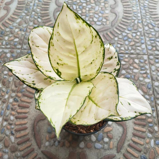 Aglaonema Super White 2 - 4 leaves