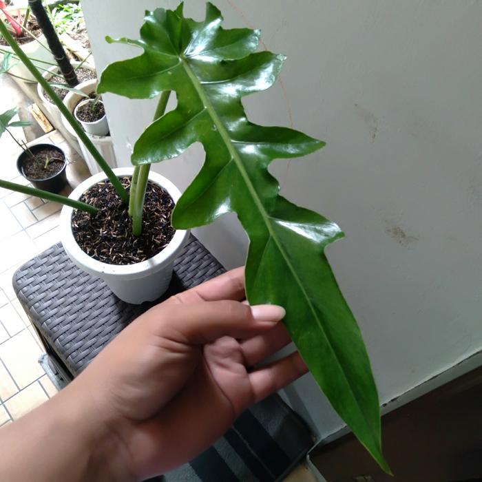 Philodendron Bob Cee 2-3 Leaves