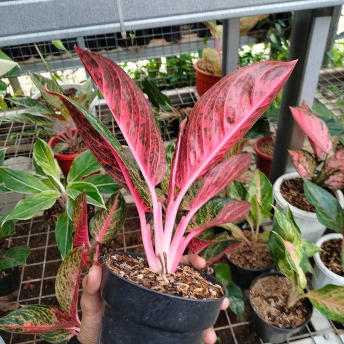Aglaonema Widuri 2 - 4 leaves