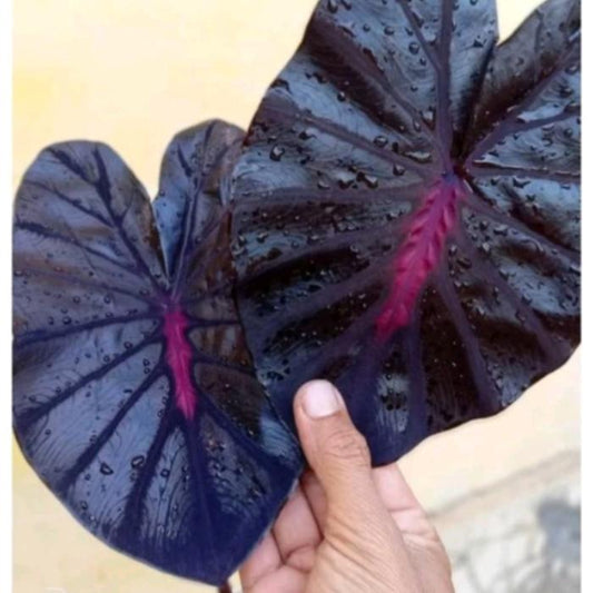 Colocasia Black Lava 2-3 Leaves