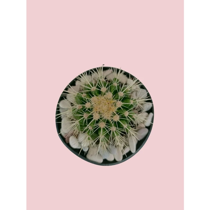 Echinocactus Grusonii medium size