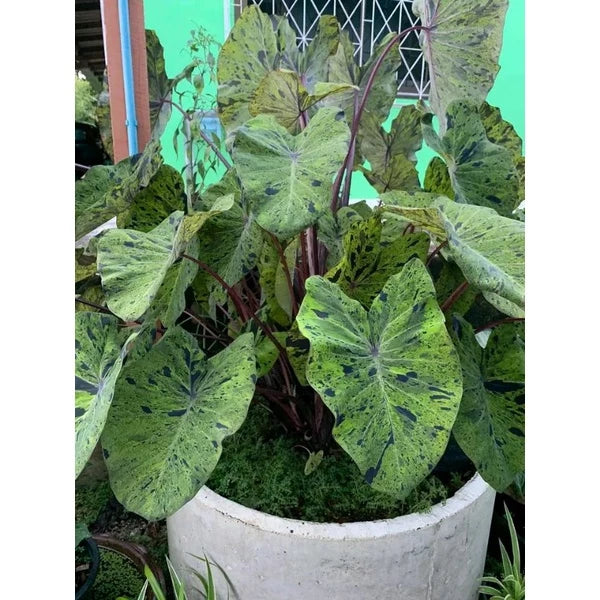Colocasia Mojito 2-3 Leaves