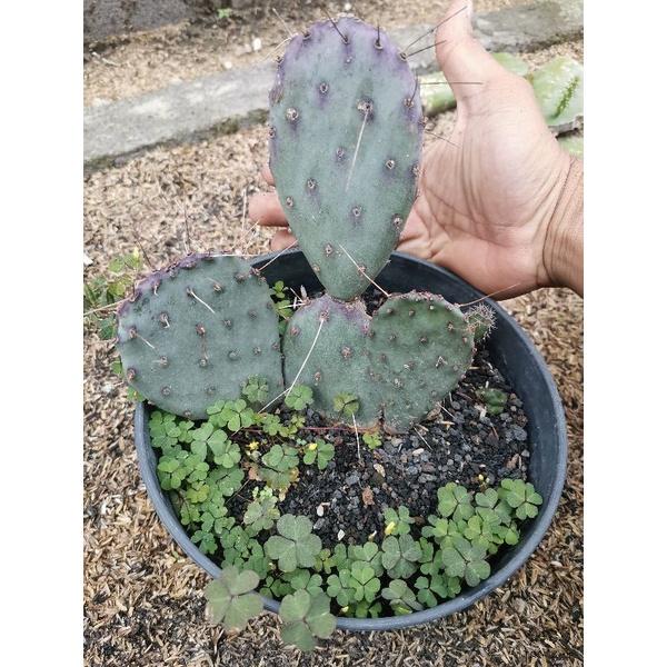 Opuntia Santarita medium size