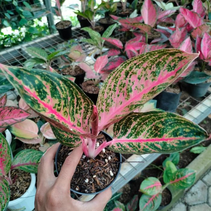 Aglaonema Widuri 2 - 4 leaves