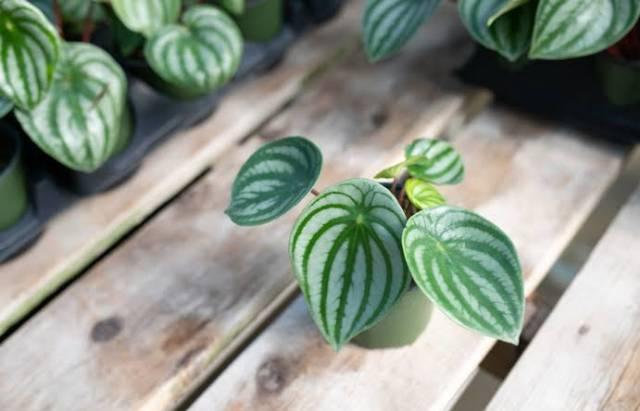 Pepperomia Argyreia - 4 leaves