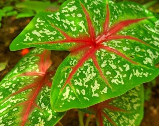 Caladium Hortulanum - 4 leaves