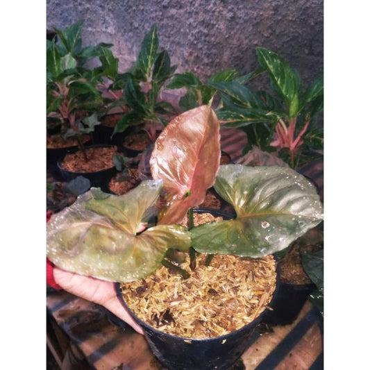 Syngonium Strawberry Ice 2 - 4 leaves