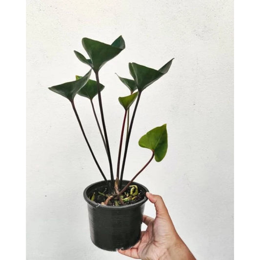 Anthurium Bintang Kejora 2-3 Leaves