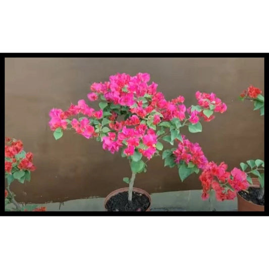 Bougenville 20 - 30cm