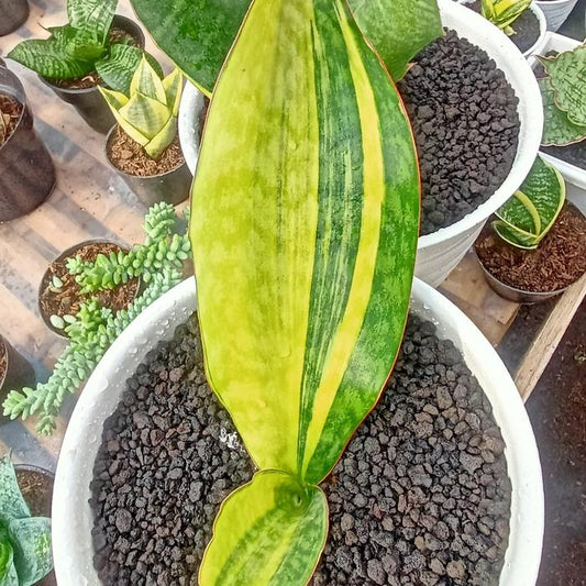 Sansevieria Mansoniana Yellow 2-3 Leaves