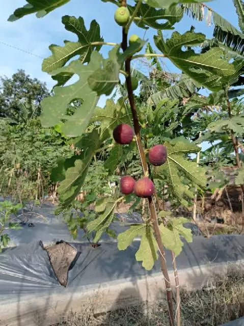 Tin Super Jumbo 30 - 50cm