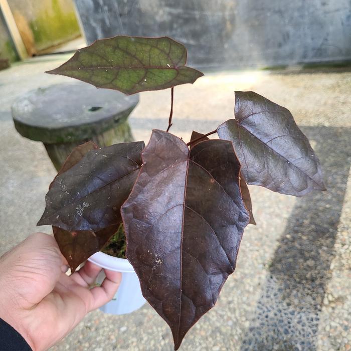 Pterisanthes Sp Borneo 2-3 Leaves