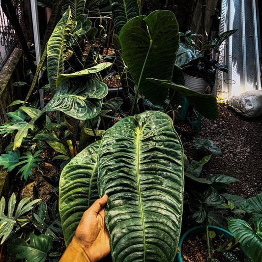Anthurium Waroqueanum 2 - 4 leaves